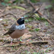 White-rumped Munia