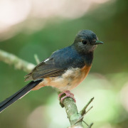 White-rumped Shama