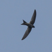 White-rumped Swift