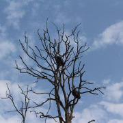 White-rumped Vulture