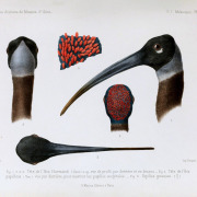 White-shouldered Ibis