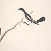 White-shouldered Triller