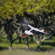 White Stork
