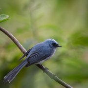 White-tailed Blue Flycatcher