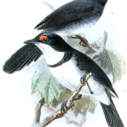 White-tailed Crested-Flycatcher