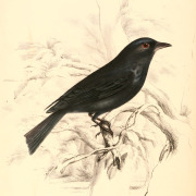 Square-tailed Drongo