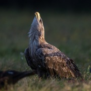 White-tailed Eagle