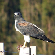 White-tailed Hawk