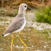 White-tailed Lapwing