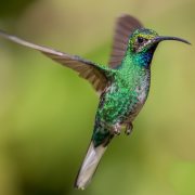 White-tailed Sabrewing
