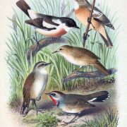 White-tailed Stonechat