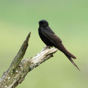 White-tailed Swallow