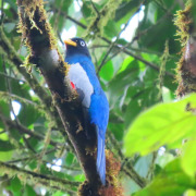 White-tailed Trogon