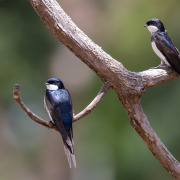 White-thighed swallow