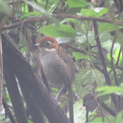 White-throated Antpitta