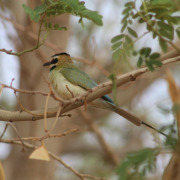White-throated Bee-eater
