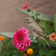 White-throated Canary