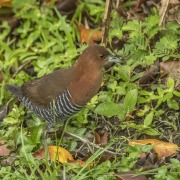 White-throated Crake
