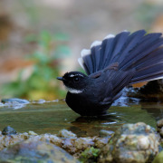 White-throated Fantail