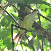 White-throated Greenbul