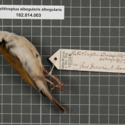 White-throated Honeyeater