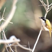 White-throated Honeyeater