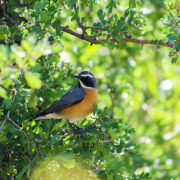 White-throated Robin