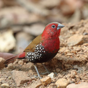 White-throated Robin-Chat