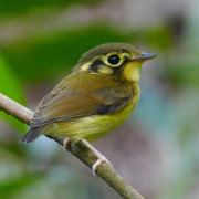 White-throated Spadebill