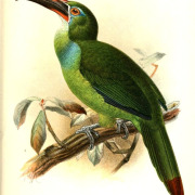 White-throated Toucanet