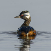 White-tufted Grebe