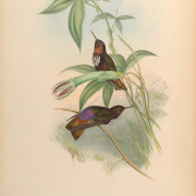 White-tufted Sunbeam
