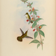 White-vented Violetear