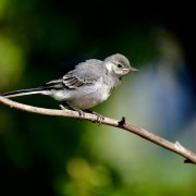 White Wagtail