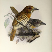 White-whiskered Puffbird