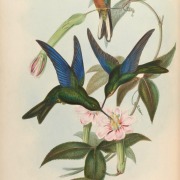 White-winged Becard
