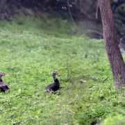 White-winged Duck