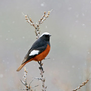 White-winged Redstart