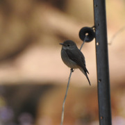 White-winged Redstart