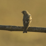 White-winged Seedeater