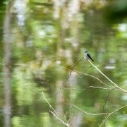 White-winged swallow