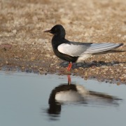 White-winged Tern