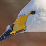 Whooper Swan