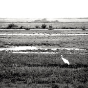 Whooping Crane