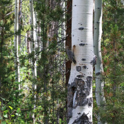Williamson's Sapsucker