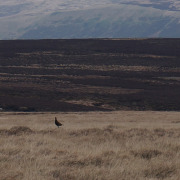 Willow Ptarmigan