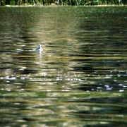 Wilson's Phalarope