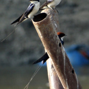 Wire-tailed swallow