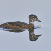 Wood Duck