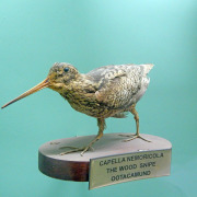 Wood Snipe